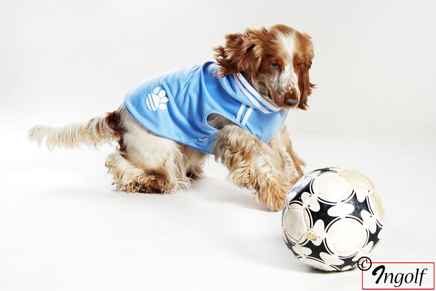 Hund fotboll