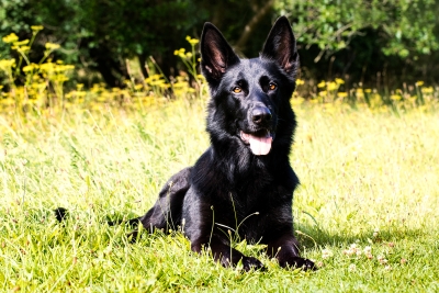 "Kunde inte vara mer nöjd!" 